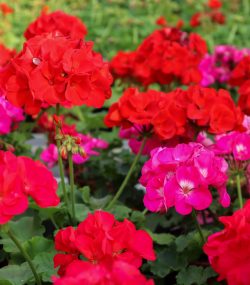 Пеларгония