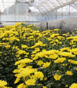 Хризантема