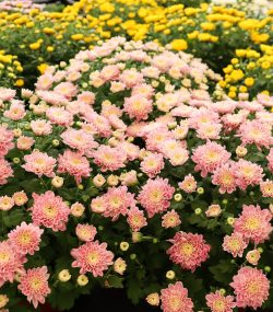 Хризантема