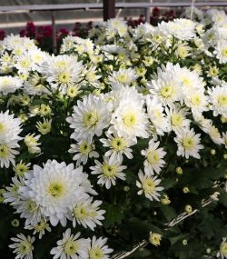 Хризантема