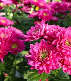 Хризантема