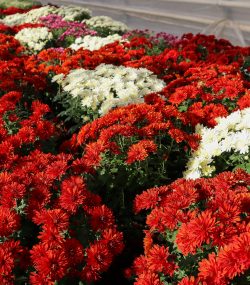 Хризантема