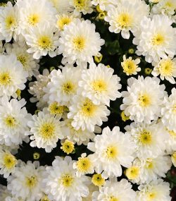 Хризантема