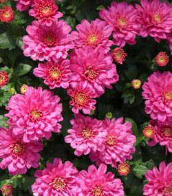 Хризантема