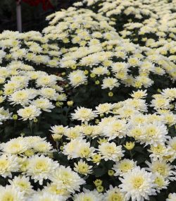 Хризантема