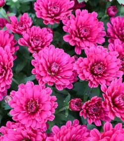 Хризантема