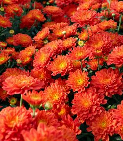 Хризантема