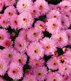 Хризантема