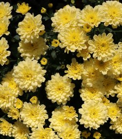 Хризантема