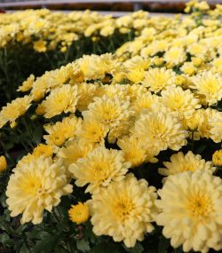 Хризантема