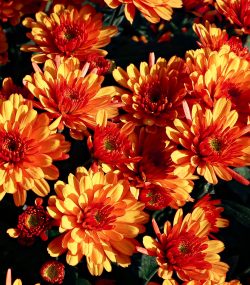 Хризантема