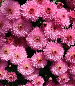 Хризантема