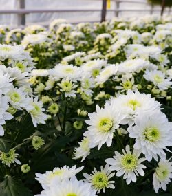 Хризантема