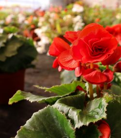 Бегония зимующая