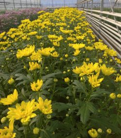 Хризантема садовая