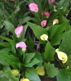 Зантедеския