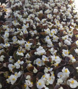 Бегония всегдацветущая