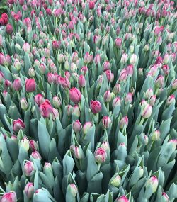 Тюльпаны