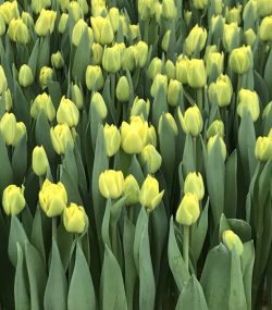 Тюльпаны