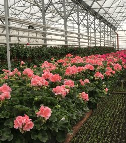 Пеларгония