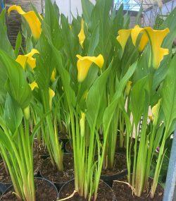 Зантедеския