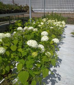 Гортензия Шаровидная